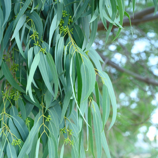 藍膠尤加利精油 Eucalyptus Globulus Extra