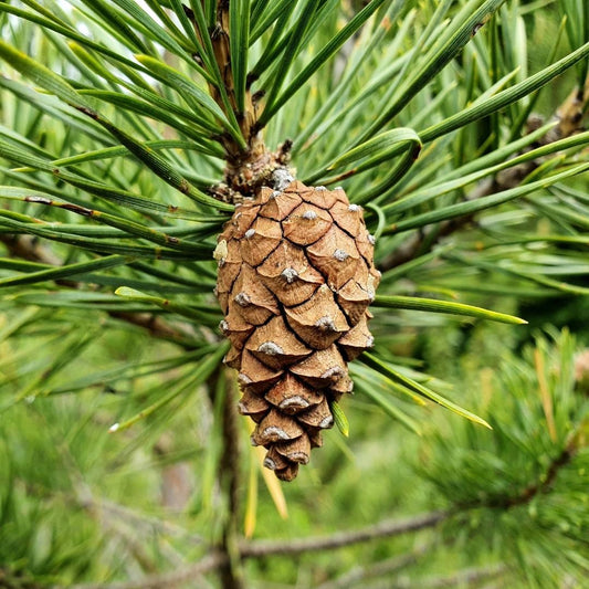 野生歐洲松精油 Wild Scots Pine